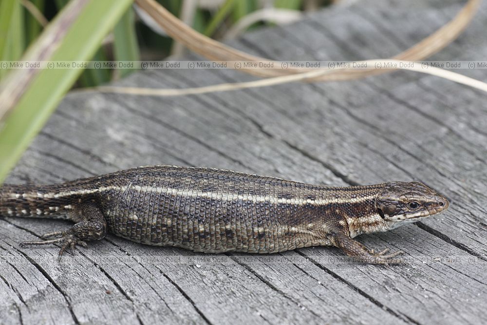 Lacerta vivipara Common or Viviparous lizard