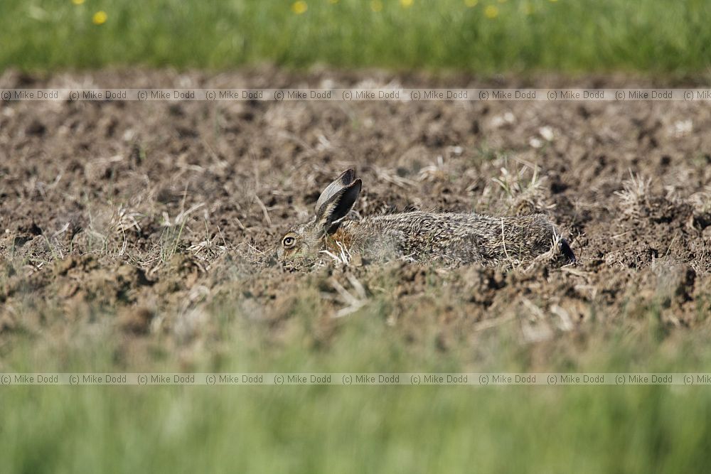 Lepus europaeus Brown Hare