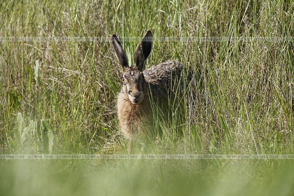Lepus europaeus Brown Hare