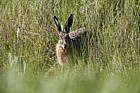 Lepus europaeus Brown Hare