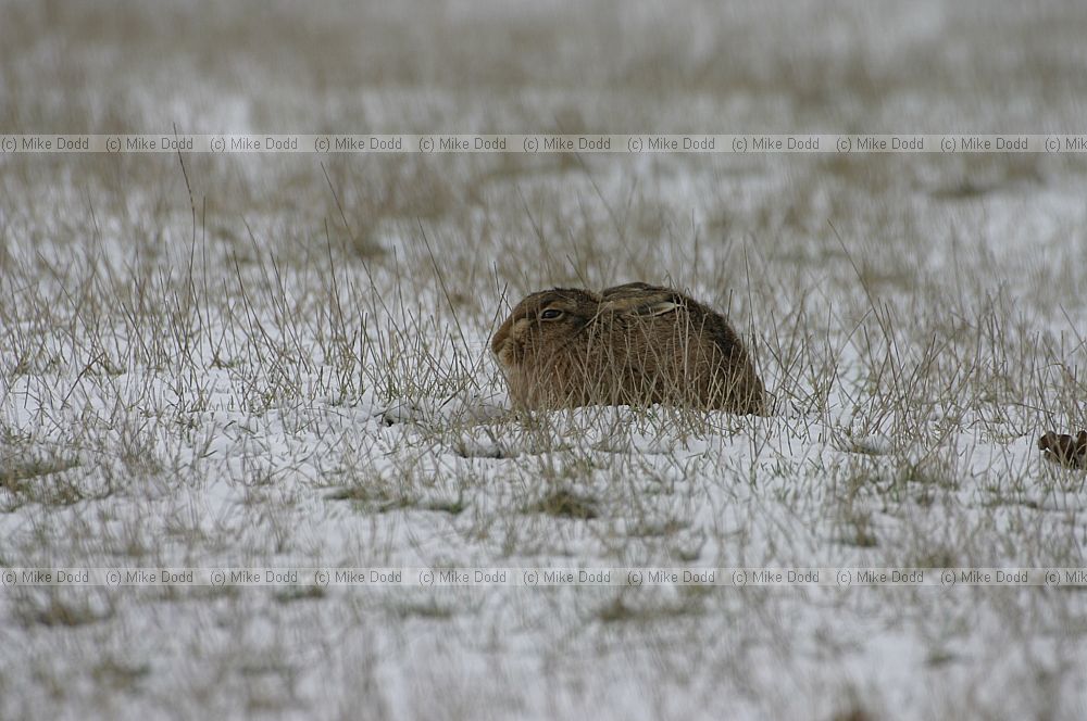 Lepus europaeus Brown Hare in snow