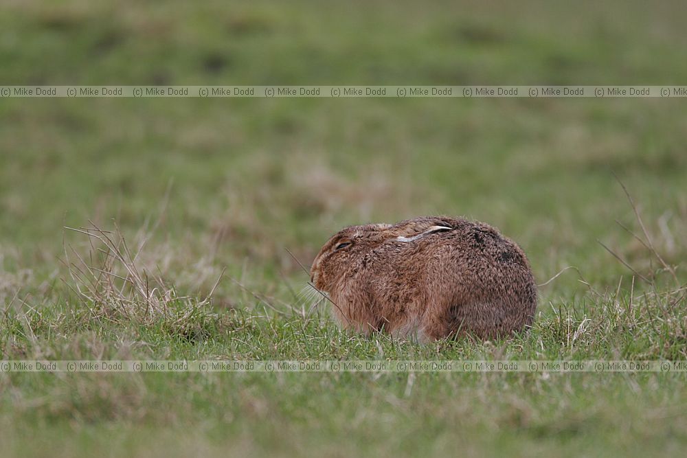 Lepus europaeus Brown Hare