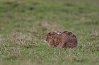 Lepus europaeus Brown Hare