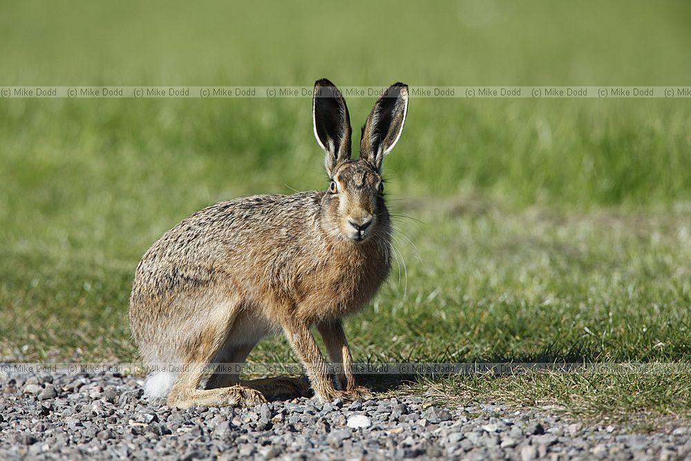 Lepus europaeus Brown Hare