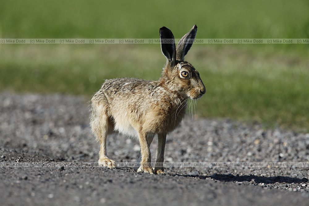 Lepus europaeus Brown Hare