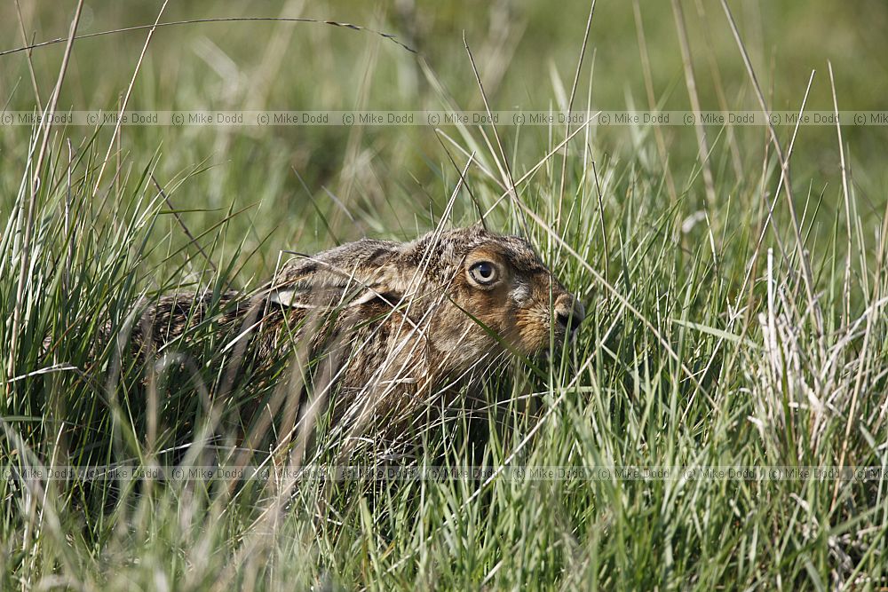 Lepus europaeus Brown Hare