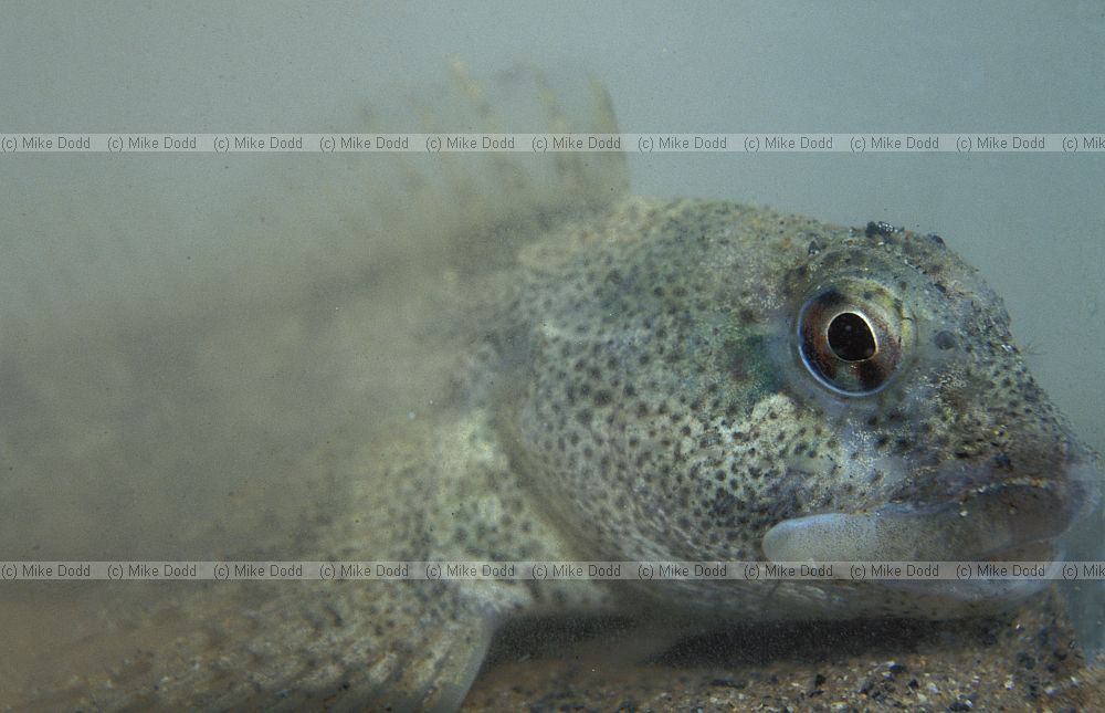 Lipophrys pholis Shanny