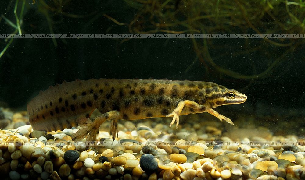 Lissotriton vulgaris Smooth or common newt (was Triturus vulgaris)