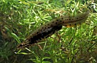 Lissotriton vulgaris Smooth or common newt (was Triturus vulgaris)  male