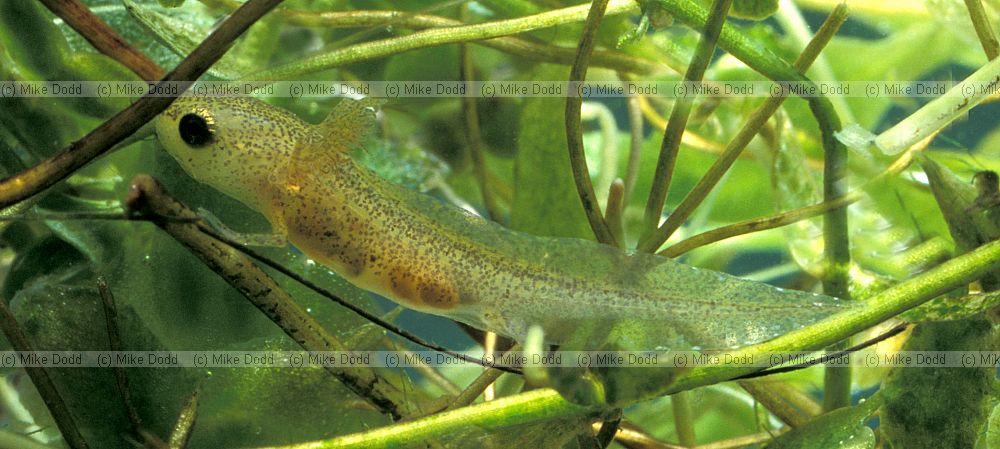 Lissotriton vulgaris Smooth or common newt (was Triturus vulgaris) eft