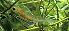 Lissotriton vulgaris Smooth or common newt (was Triturus vulgaris) eft