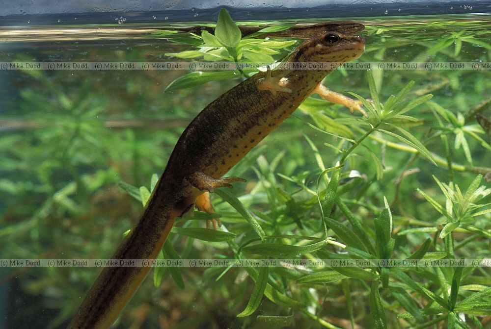 Lissotriton vulgaris Smooth or common newt (was Triturus vulgaris)