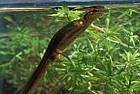 Lissotriton vulgaris Smooth or common newt (was Triturus vulgaris)