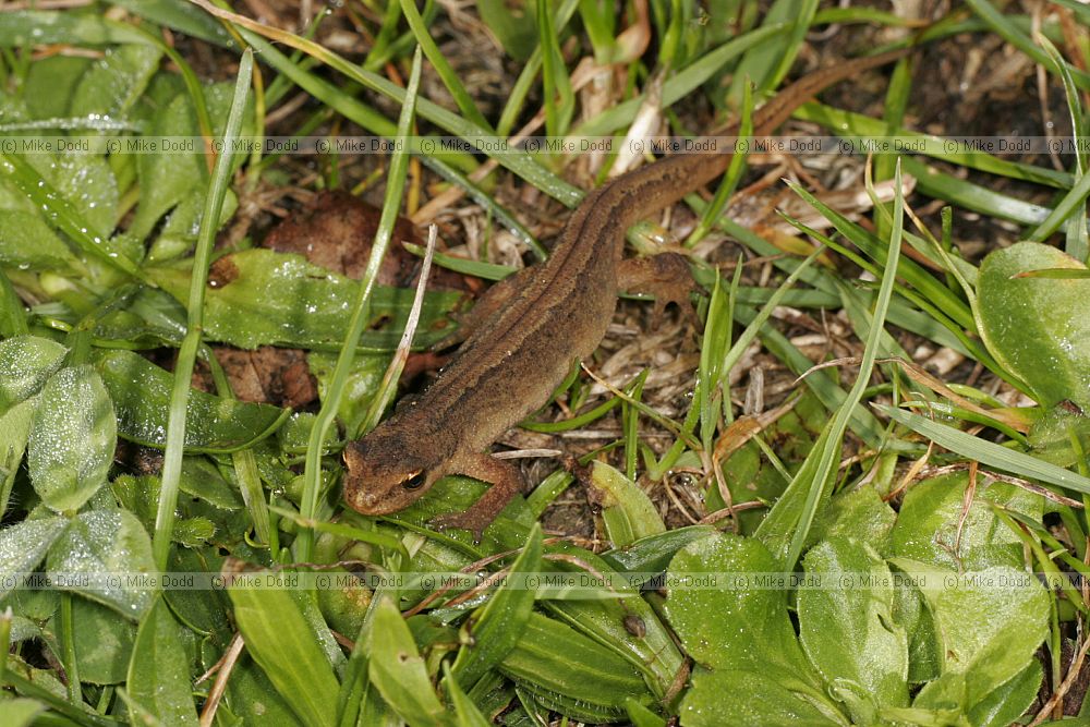 Lissotriton vulgaris Smooth or common newt (was Triturus vulgaris)