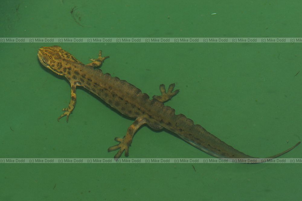 Lissotriton vulgaris Smooth or common newt (was Triturus vulgaris)