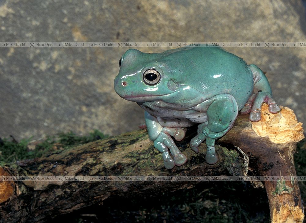 Litoria caerulea Whites tree frog