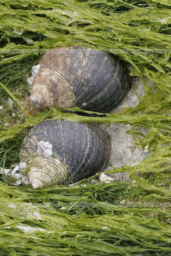 Littorina littorea Periwinkle