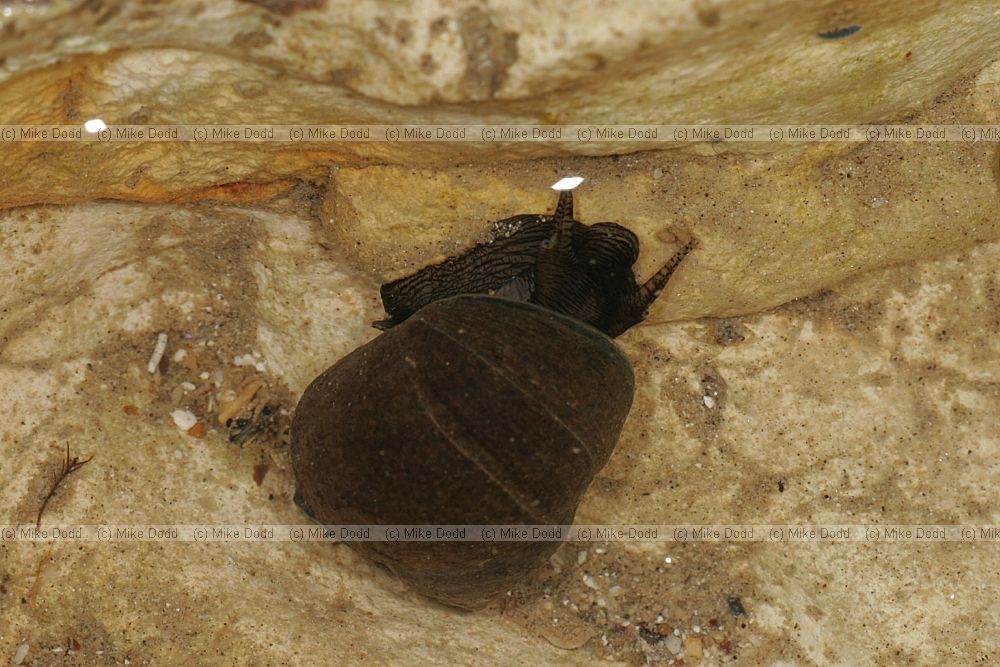 Periwinkle Littorina littorea