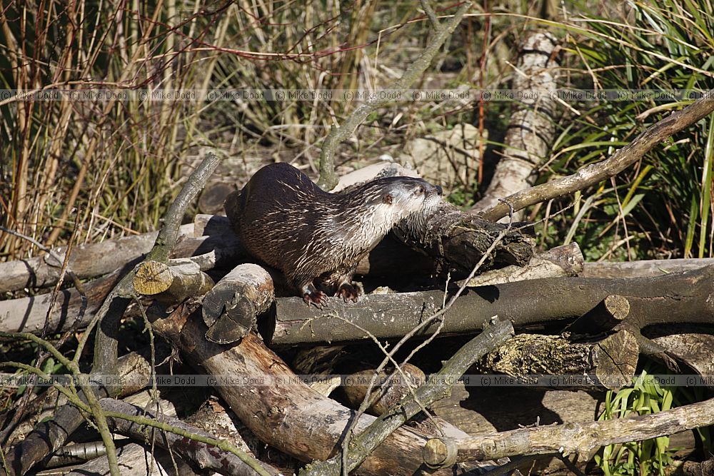 Lontra canadensis North American river otter