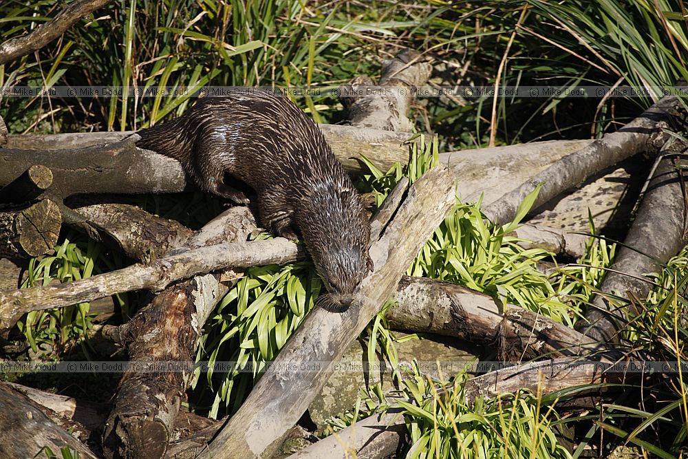 Lontra canadensis North American river otter