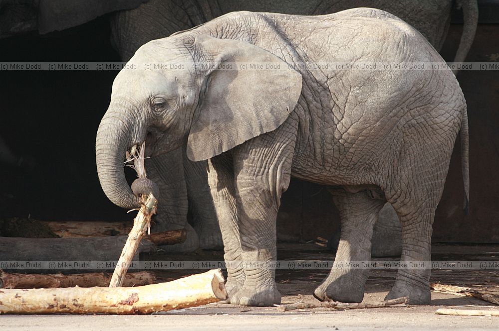 Loxodonta africana African elephant