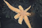 Luidia ciliaris Seven-armed starfish
