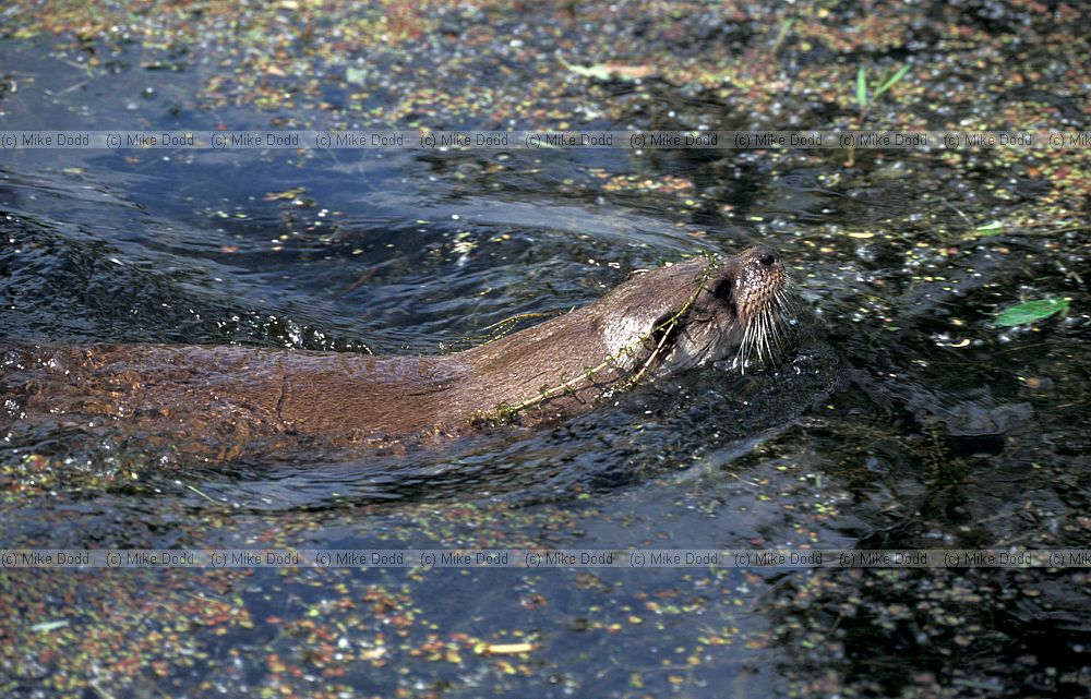 Lutra lutra European otter