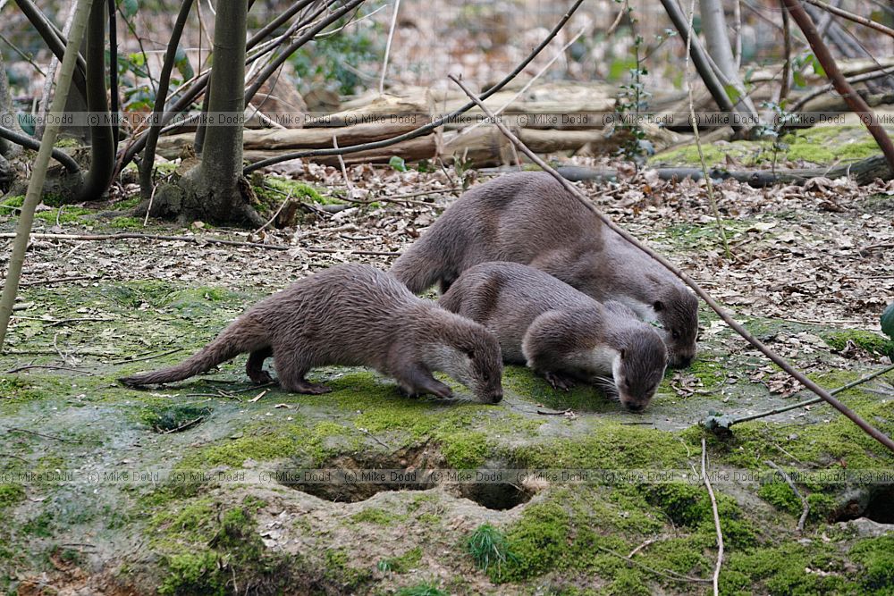 Lutra lutra European Otter