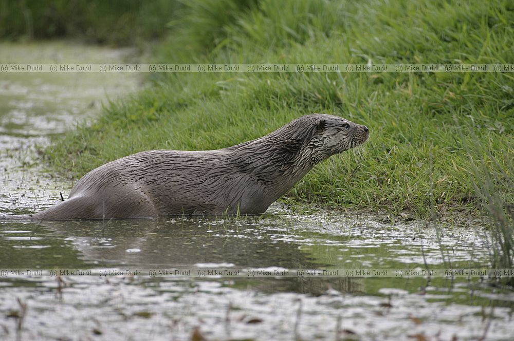 Lutra lutra European Otter