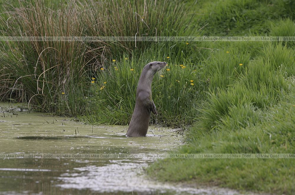 Lutra lutra European Otter