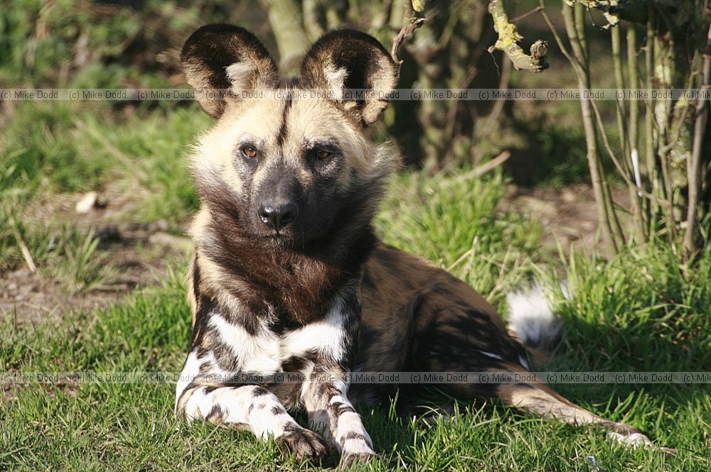 Lycaon pictus pictus African hunting dog