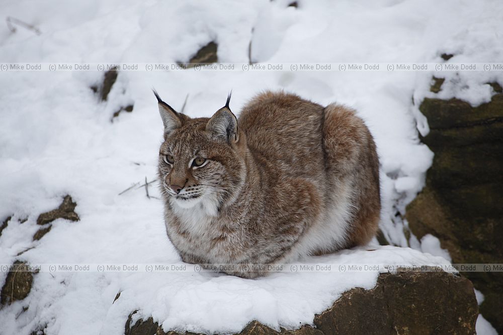 Lynx lynx Eurasian lynx