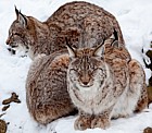 Lynx lynx Eurasian lynx