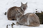 Lynx lynx Eurasian lynx