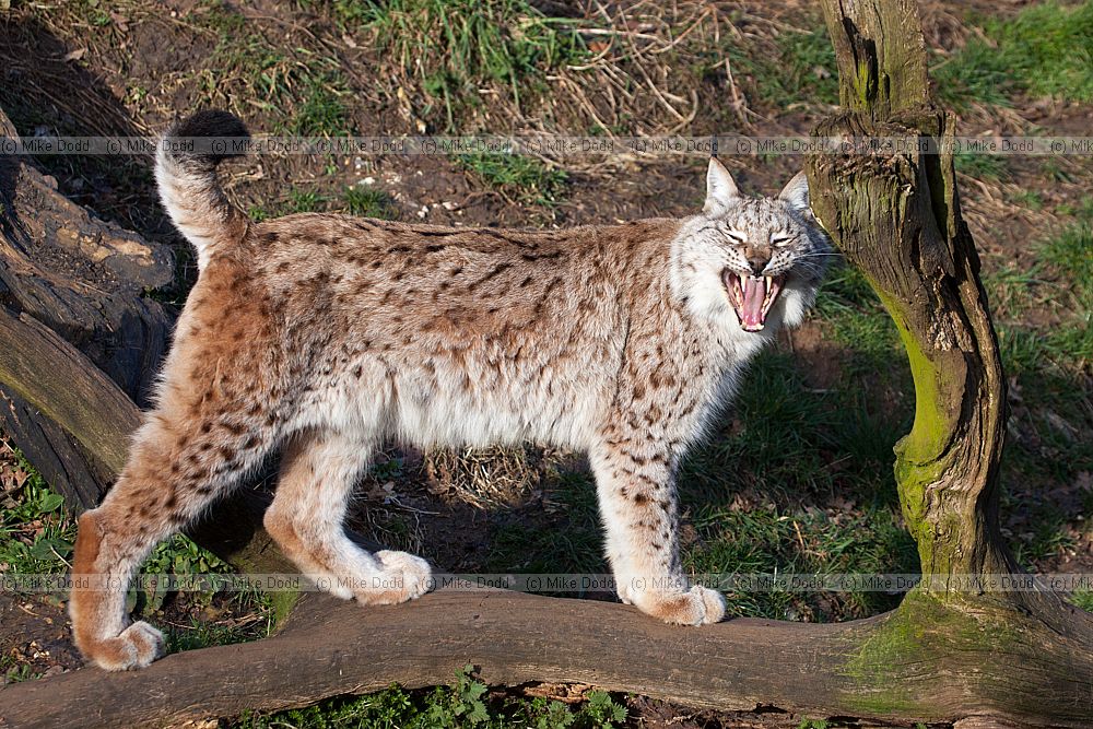 Lynx lynx lynx Northern Lynx