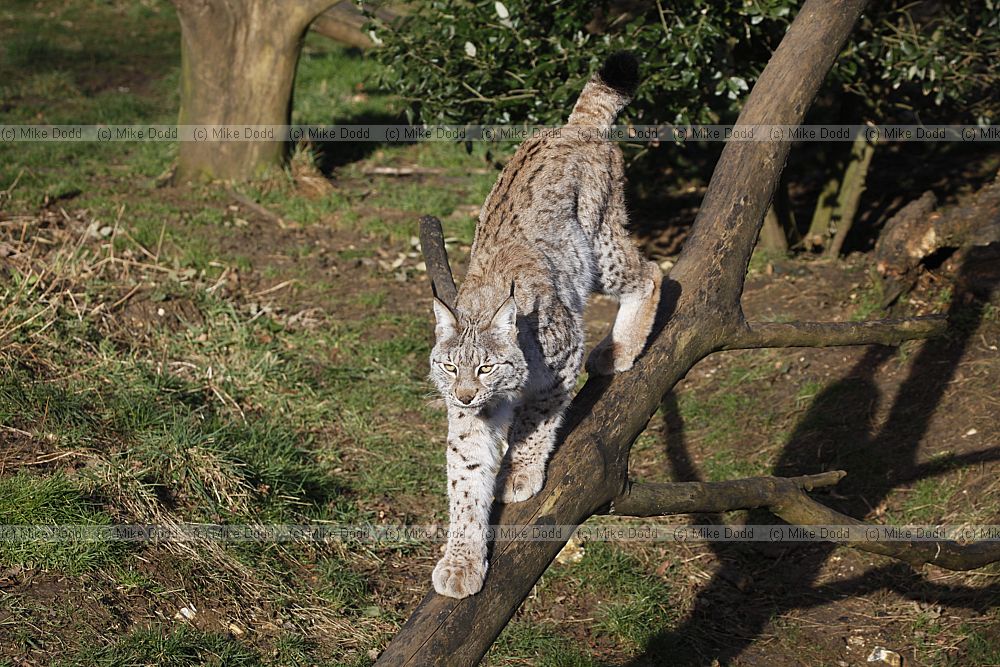 Lynx lynx lynx Northern Lynx