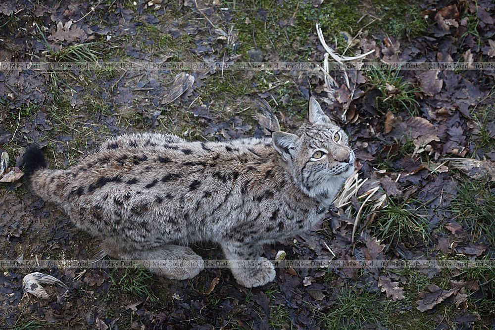 Lynx lynx lynx Northern Lynx