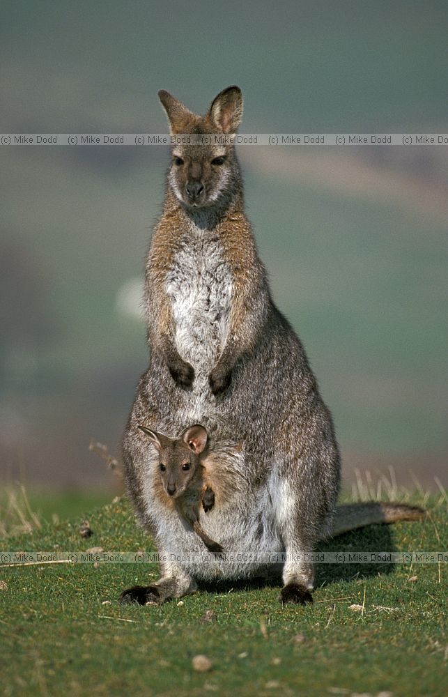 Macropus rufogriseus rufogriseus Bennett�s wallaby a smaller form of the closely related Red-necked wallaby