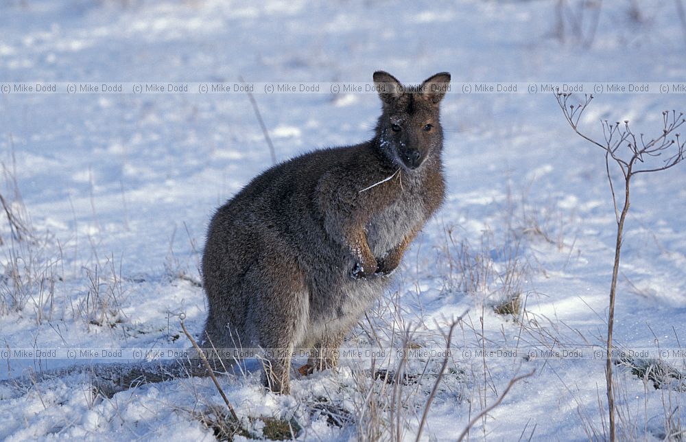 Macropus rufogriseus rufogriseus Bennett�s wallaby a smaller form of the closely related Red-necked wallaby