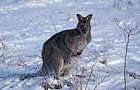 Macropus rufogriseus rufogriseus Bennett’s wallaby a smaller form of the closely related Red-necked wallaby