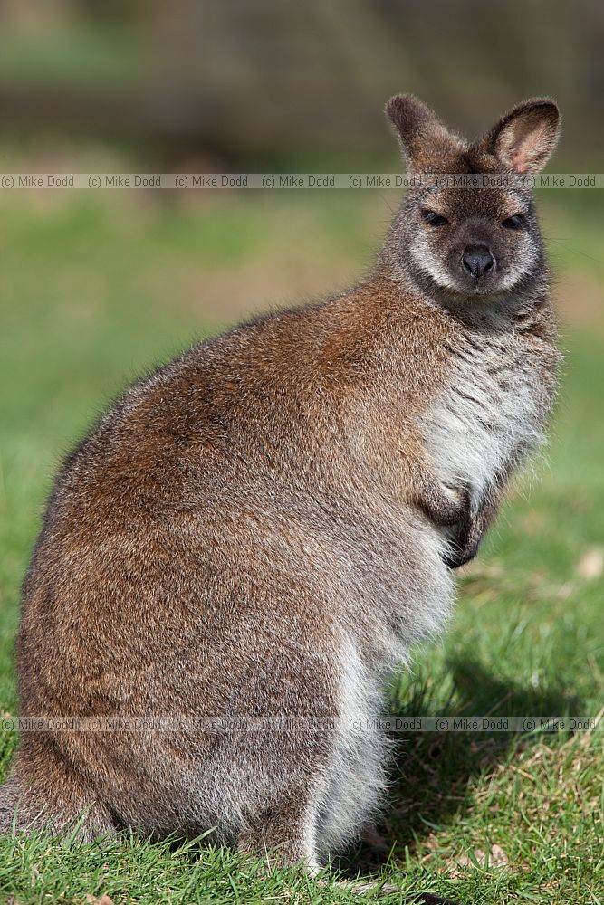 Macropus rufogriseus rufogriseus Bennetts wallaby