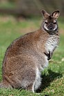 Macropus rufogriseus rufogriseus Bennetts wallaby