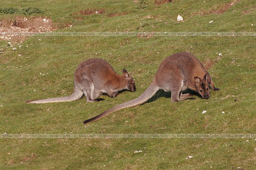 Macropus rufogriseus rufogriseus Bennett's wallaby