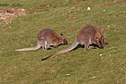 Macropus rufogriseus rufogriseus Bennett's wallaby
