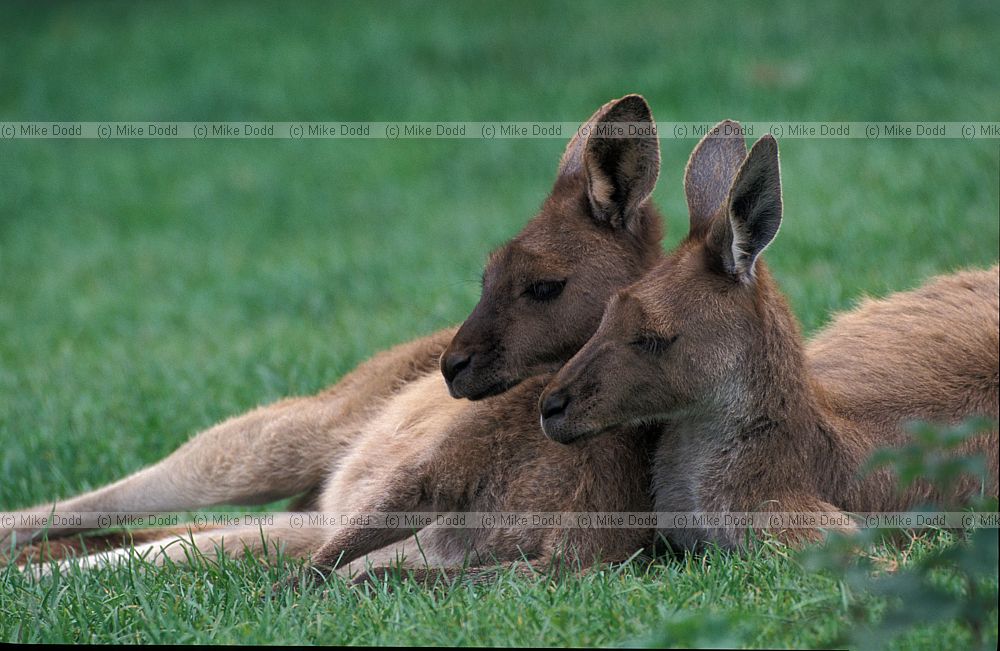 Macropus rufus Red kangaroo