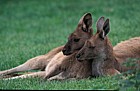 Macropus rufus Red kangaroo