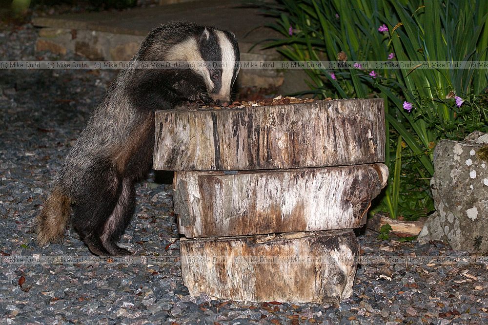 Meles meles European Badger