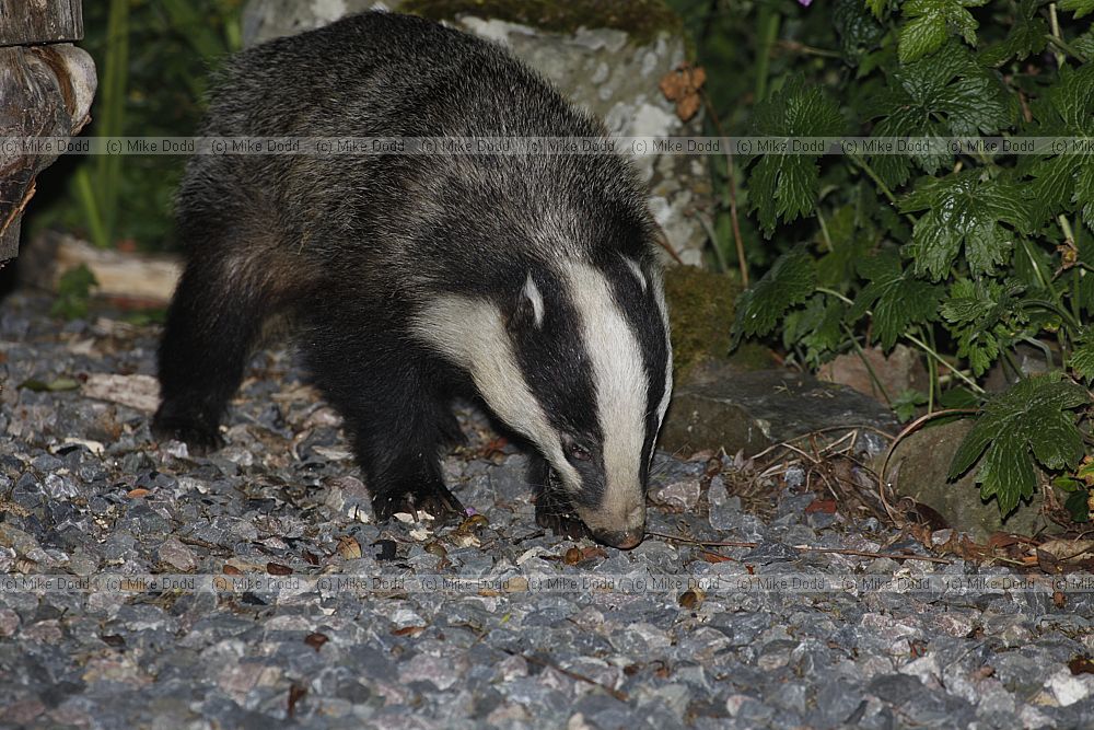 Meles meles European Badger