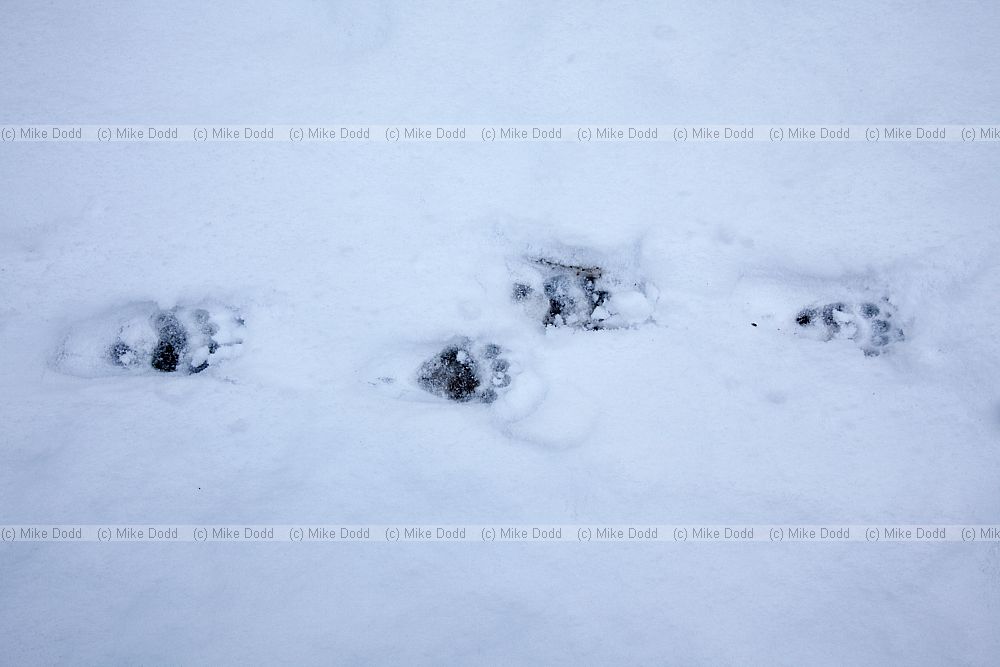 Meles meles European Badger footprints in the snow