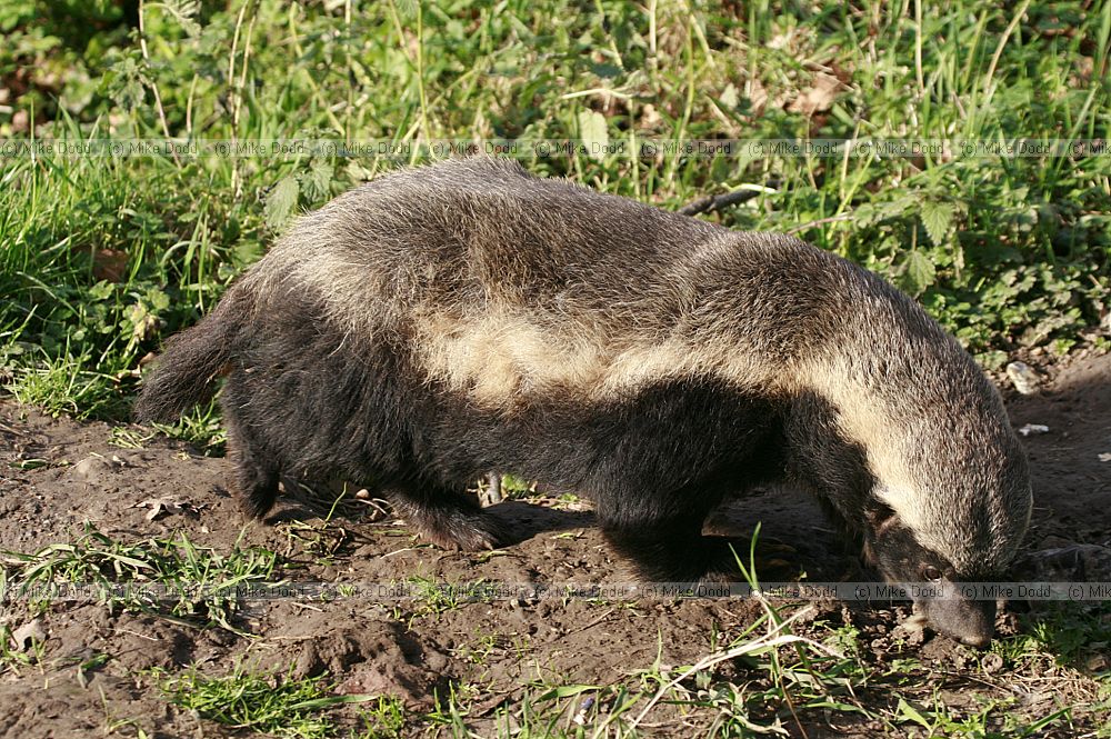 Mellivora capensis Honey badger or Ratel